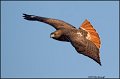 _2SB1576 red-tailed hawk